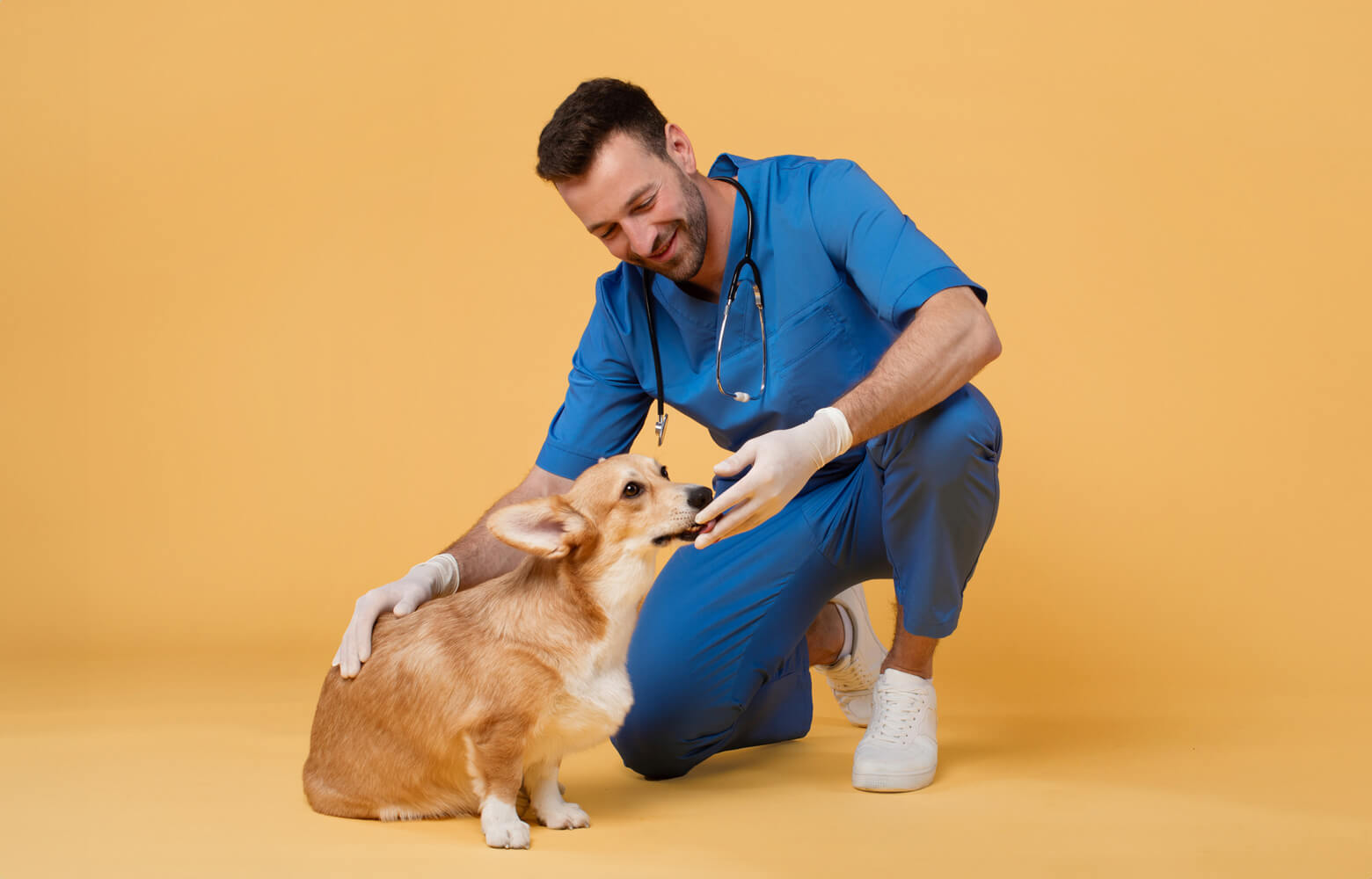 Les débouchés professionnels après des études vétérinaires en Europe