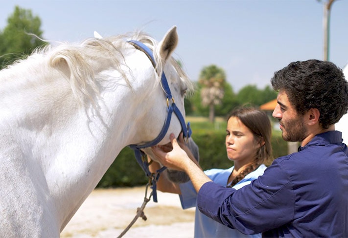 Formation Veterinaire Bioveterinaire EUVG COIMBRA Portugal GEDS